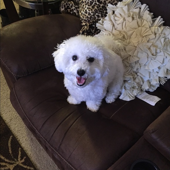 Meet your Posher, Giovanna - Picture 1 of 1